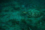 Random diving photo!